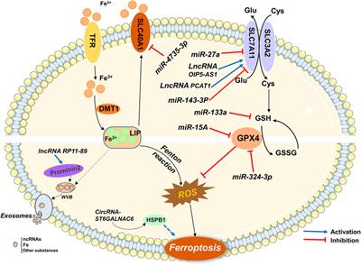 Regulatory roles of ferroptosis-related non-coding RNAs and their research progress in urological malignancies